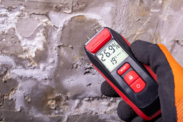 Best Same-Day Mold Removal  in Ben Bolt, TX