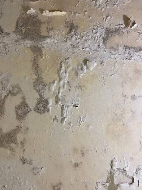 Mold Testing and Removal in Ben Bolt, TX