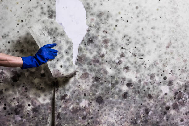 Best Professional Mold Removal  in Ben Bolt, TX